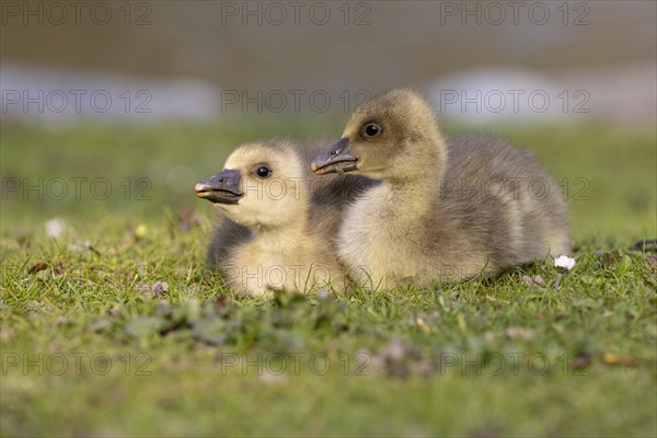 Young Greylag geese (Anser anser) cuddle up to each other