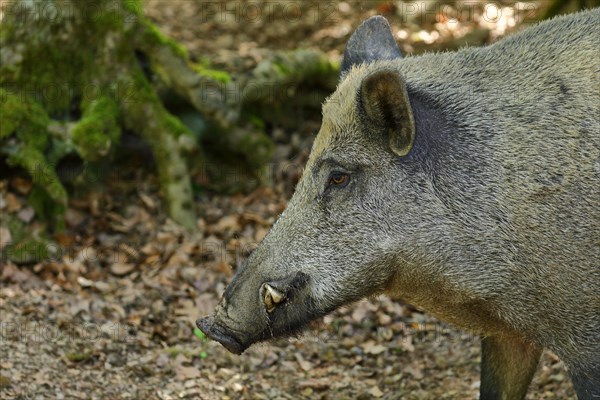 Wild boar (Sus scrofa) wild boar