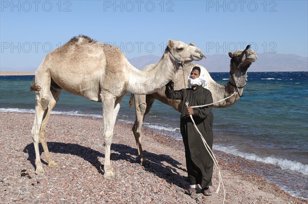 Bedouin with Dromedary (Camelus dromedarius)
