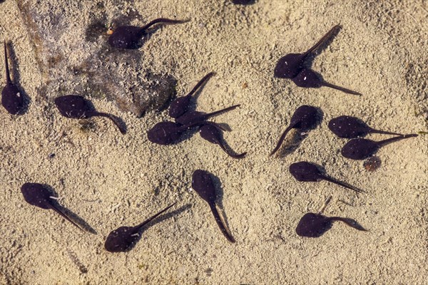 Tadpoles in a rain puddle