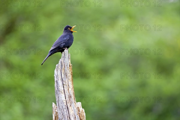 Blackbird (Turdus merula) male singing