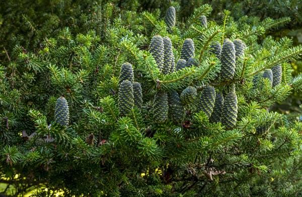 Korean fir (abies koreana) cones