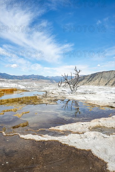 Dead trees on sinter terraces