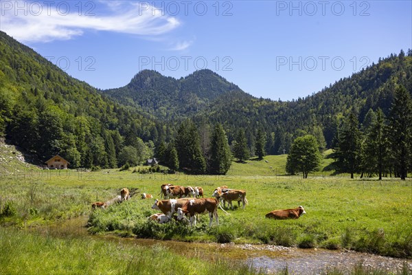 Herd of cows on the mountain pasture at Moosalm near Schwarzensee