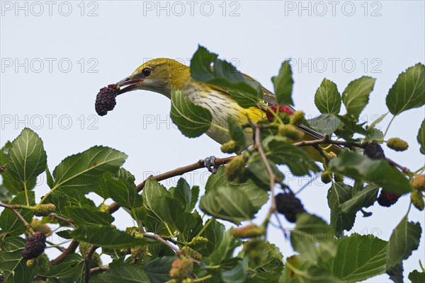 Young cock of the Eurasian Golden Oriole (Oriolus oriolus) foraging in a tree of the black Black mulberry (Morus nigra)