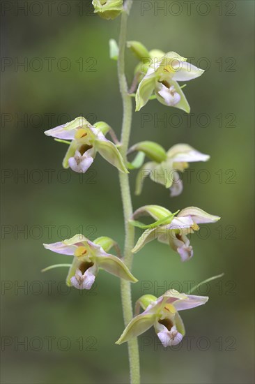 Broad-leaved marsh orchid (Epipactis helleborine) Flowers of an orchid