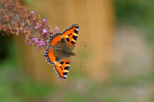 Small tortoiseshell (Aglais urticae)