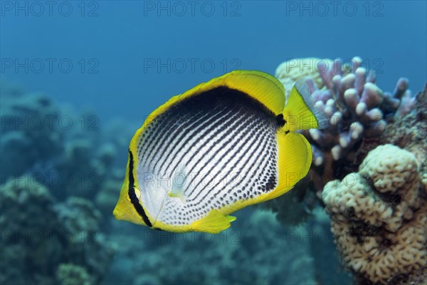 Blackback Butterflyfish (Chaetodon melannotus) swimming over coral reef