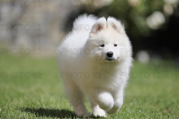 Samoyed Domestic dog (Canis lupus familiaris)