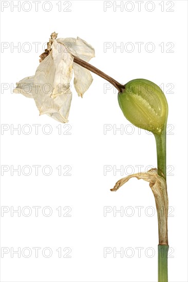 Poet's Daffodil (Narcissus poeticus)