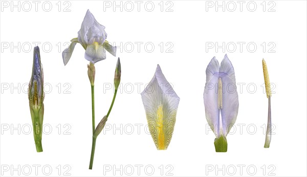 Violet root (Iris germanica 'Florentina')
