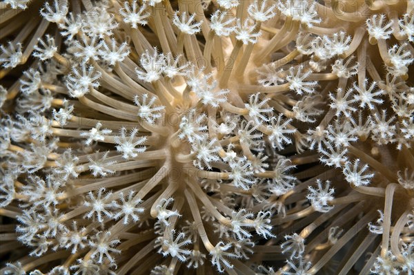 Giant anthelia (Anthelia glauca)