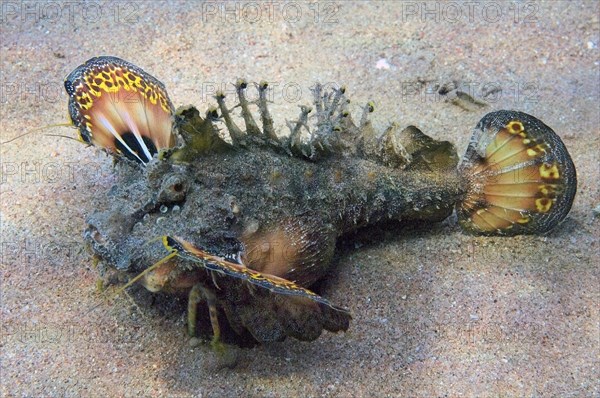 Filament Finned Stinger (Inimicus filamentosus) shows threatening gesture