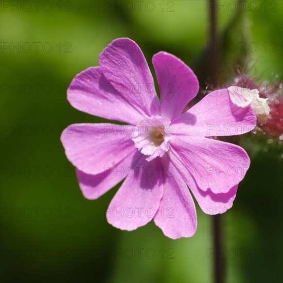 Red campion (Silene dioica)