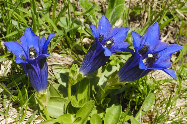 Flowering Gentian (Gentiana)