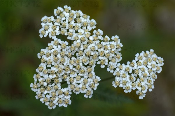 Common yarrow (Achillea millefolium)