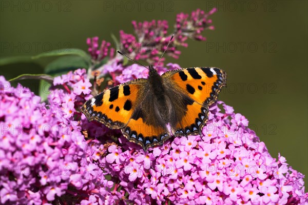 Small tortoiseshell (Aglais urticae)