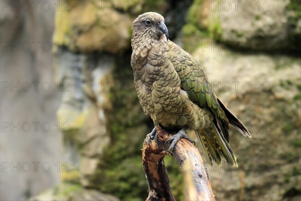 Kea (Nestor notabilis)