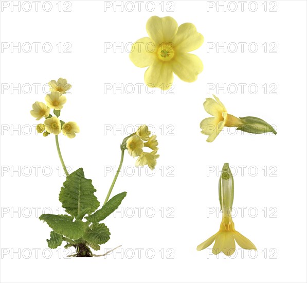 True oxlip (Primula elatior)