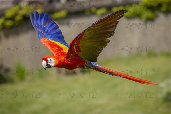 Scarlet macaw (Ara macao)