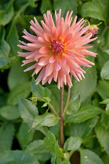 Semi-cactus Dahlias (Dahlia)