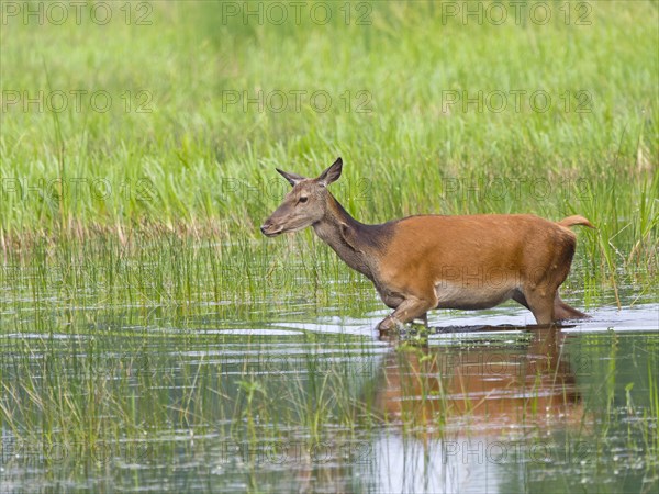 Red deer (Cervus elaphus) cow