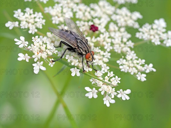 House fly (Musca domestica)