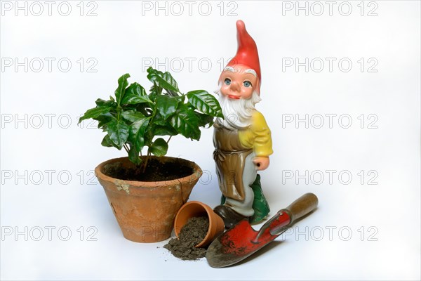 Garden gnome and clay pot with plant