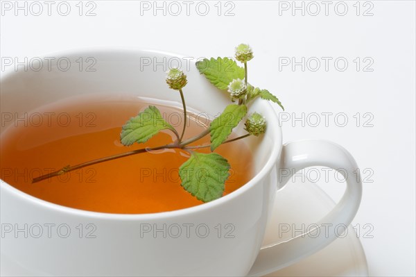 Aztec sweet herb and cup of tea