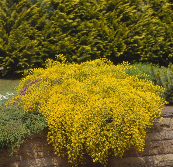 Dyer's broom (Genista tinctoria)