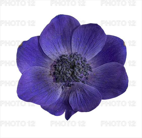 Poppy anemone (Anemone coronaria)