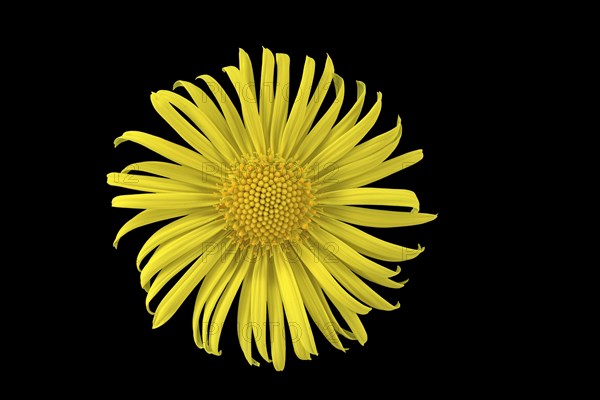 Leopard's Bane (Doronicum orientale)