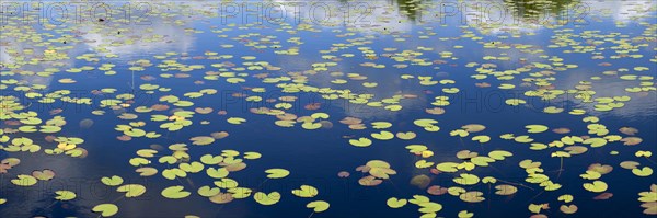 Lily pads in the Rolvennen