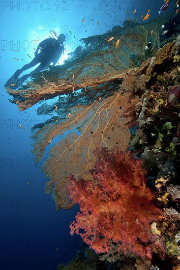 Intact coral reef with fan coral (Anella mollis) and Soft coral (Alcyonacea)