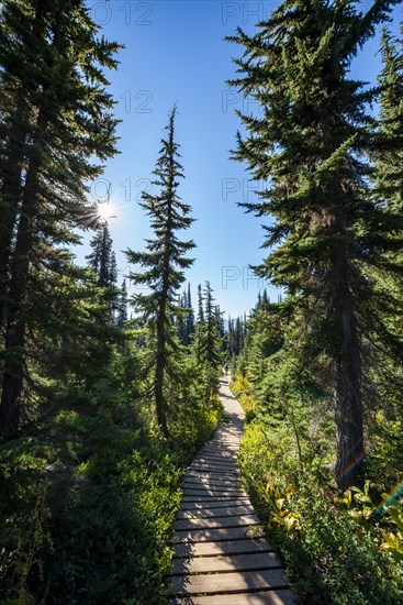 Wooden hiking trail in the forest