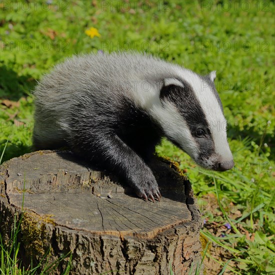 European badger (Meles meles)