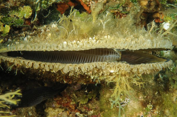 View into live slightly opened pinna (Pinna nobilis)