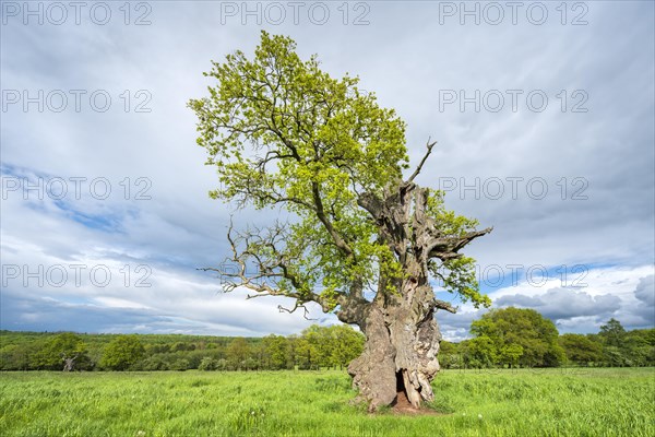 Meadow with old gnarled solitary English oak (Quercus robur) in spring