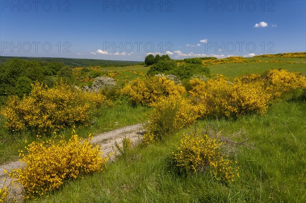 Flowering Common broom (Cytisus scoparius)