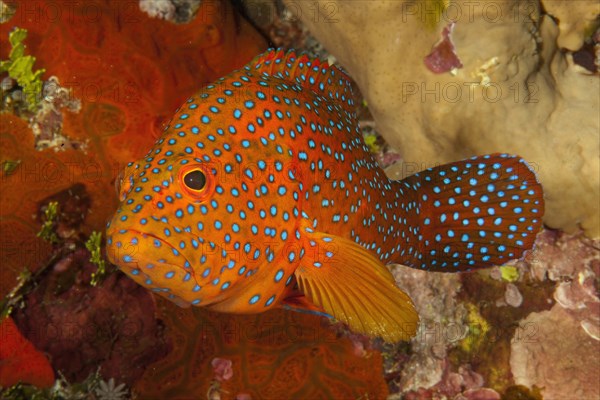 Vermillion seabass (Cephalopholis miniata) in front of colourful reef wall