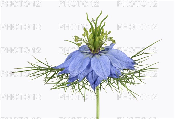 Love in a mist (Nigella damascena)