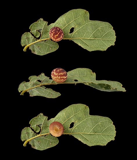 Striped oak gall wasp (Cynips longiventris)