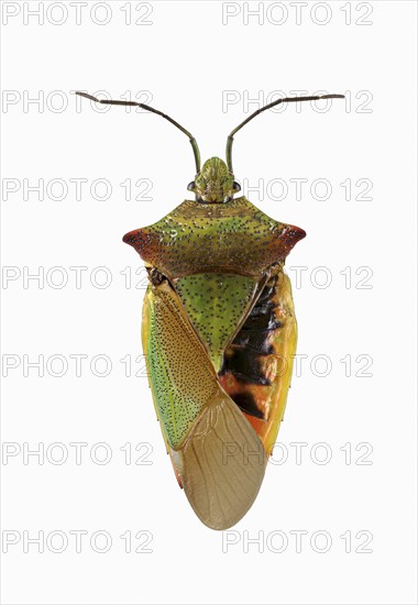 Hawthorn shield bug (Acanthosoma haemorrhoidale)