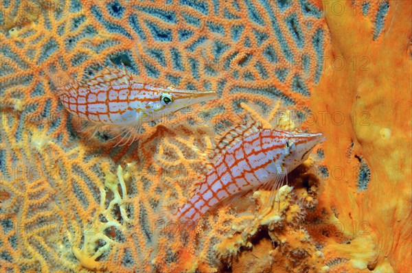 Pair of Long-billed Longnose hawkfish (Oxycirrhites typus) sitting in Hickson's Giant Fan Coral (Subergorgia hicksoni-mollis)