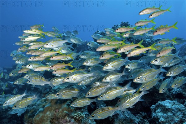 Symbiotic shoal of luminous spotted road sweeper (Gnathodentex aurolineatus) and yellow mullet (Mulloidichthys martinicus)