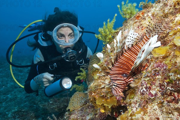 Diver looking at common lionfish (Pterois miles)