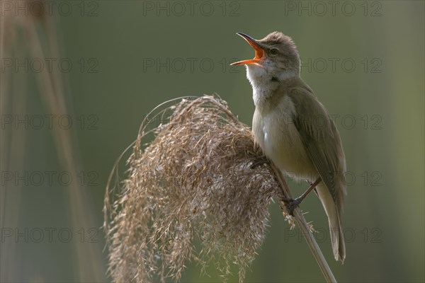 Great Reed Warbler (Acrocephalus arundinaceus)