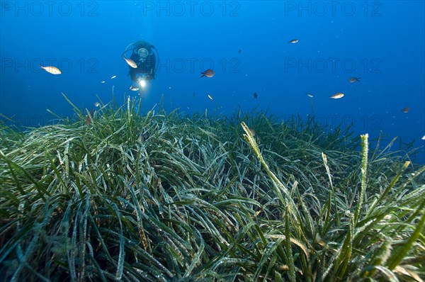 Diver looking at seagrass meadow in the Mediterranean Sea with Neptune Grass (Posidonia oceanica)