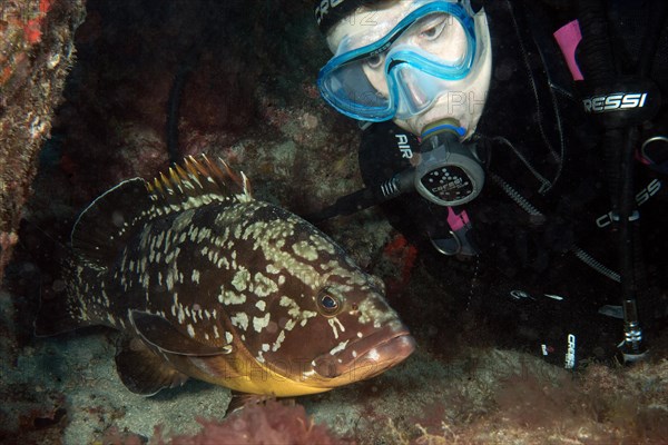 Diver looking at Dusky Grouper (Epinephelus marginatus) up close