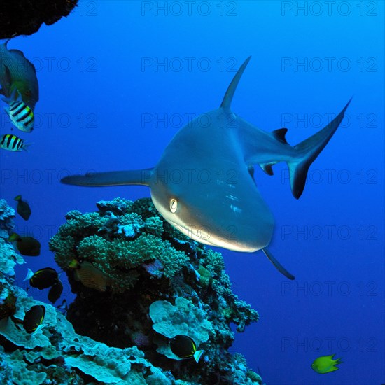 Grey reef shark hunting on coral reef wall
